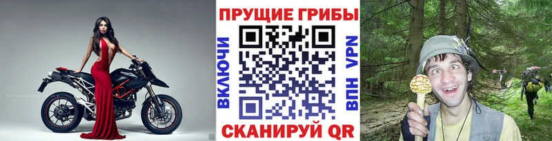 Галлюциногенные грибы MAGIC MUSHROOMS  закладка  Балей 
